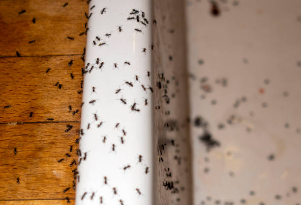 Best Ant Control Services  in Pendergrass, GA