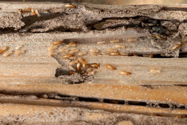 Pest Control for Restaurants in Pendergrass, GA